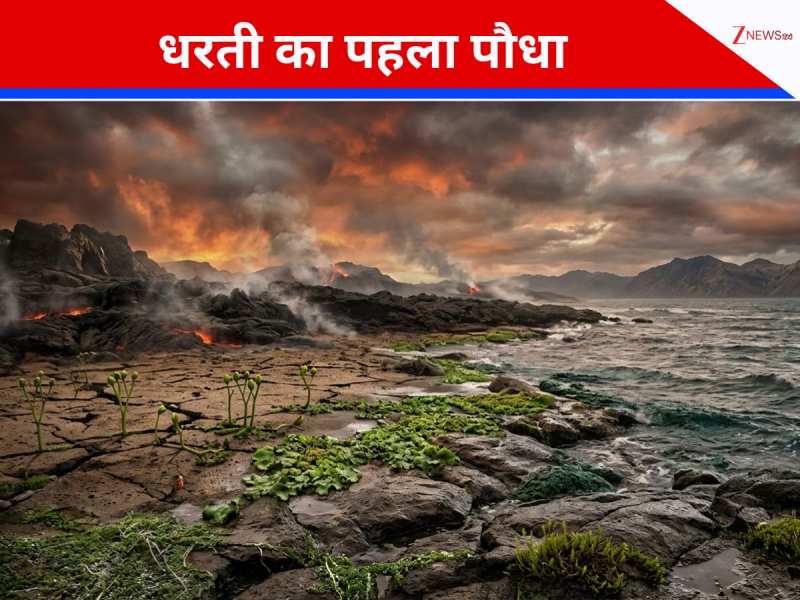 काई ने तोड़ा था चट्टानों का सीना, इंसान तो बहुत बाद में आए; इस नन्हे \'जादूगर\' ने बंजर धरती को बना दिया हरा-भरा स्वर्ग!