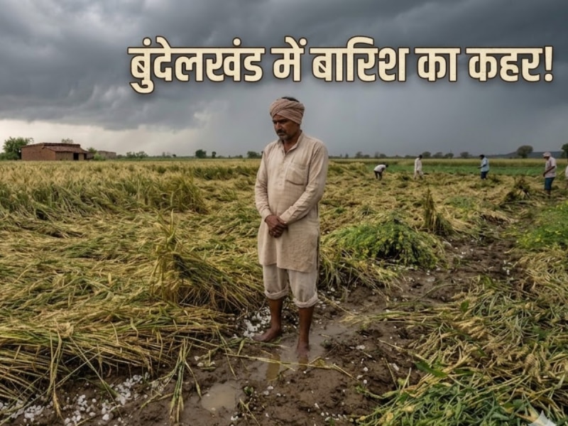 बुंदेलखंड में बेमौसम बारिश और ओलों का कहर, टूटी किसानों की उम्मीदें, जानिए कैसा रहेगा शनिवार का मौसम