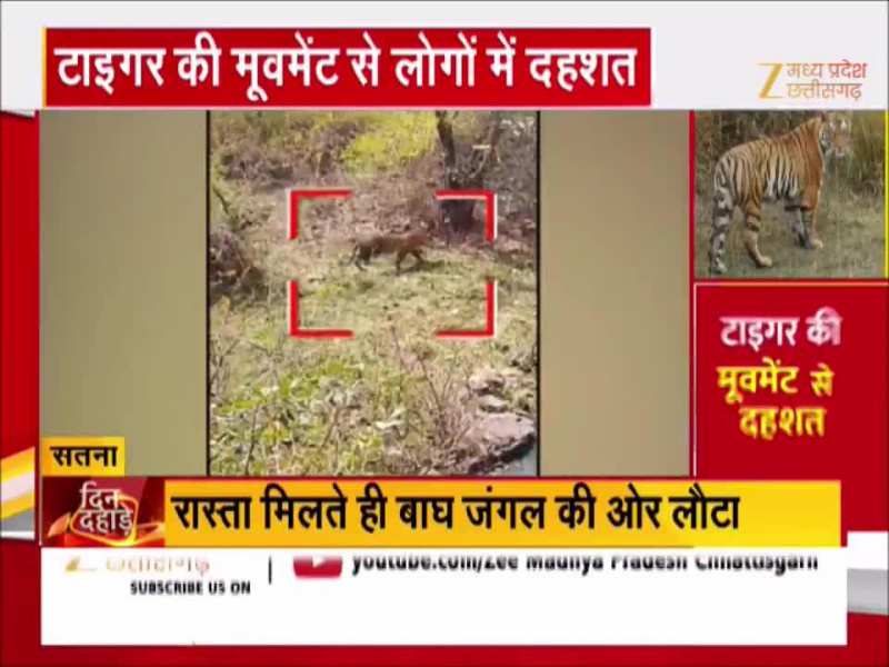 टाइगर ने 45 मिनट तक रोका लोगों का रास्ता, बंद हो गई मुख्य सड़क, देखें Video