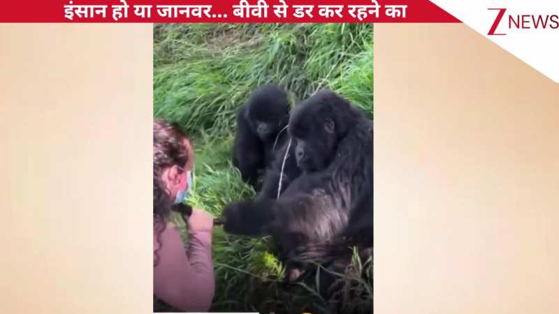 गोरिल्ला ने खींचे टूरिस्ट महिला के बाल, पीछे से गुस्से में दनदनाती हुई बीवी आई और जड़ दिया जोरदार थप्पड़, Viral वीडियो