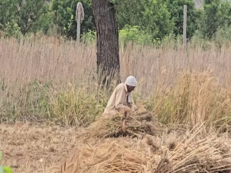 खराब मौसम और अधूरी कटाई का असर, मंडियों तक नहीं पहुंचा गेहूं