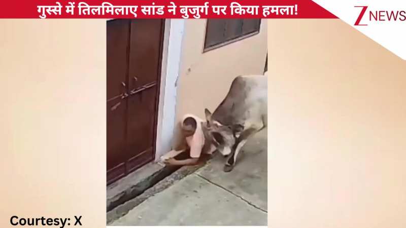 शख्स ने दिखाया डंडा तो गुस्से में तिलमिला उठा सांड, बुजुर्ग को नाले में दी जोरदार पटकी, भागने का भी नहीं मिला मौका, Viral