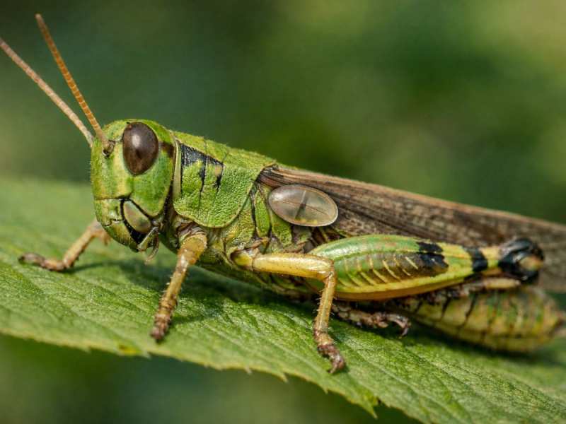 सिर पर नहीं पेट पर होते हैं कान! नेचर ने अनोखे ढंग से तैयार किया ये जीव, नाम सुनकर चौंक जाएंगे