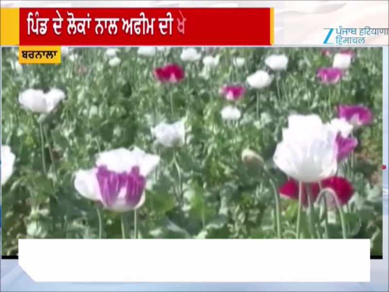 ਬਰਨਾਲਾ ‘ਚ ਅਫੀਮ ਦੀ ਖੇਤੀ ਲਈ ਲੋਕਾਂ ਦੀ ਹਾਮੀ, ਸਰਕਾਰ ਕੋਲ ਇਜਾਜ਼ਤ ਦੀ ਮੰਗ