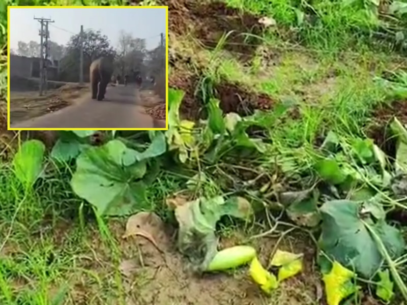 Khunti News: खूंटी में हाथियों का तांडव; किसानों की साल भर की मेहनत पर फेरा पानी, दो एकड़ में लगी लौकी की फसल बर्बाद