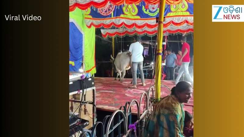 Video: ଯାତ୍ରା ମଞ୍ଚରେ ଚଢିଲା ଷଣ୍ଢ, ଆଉ ତାପରେ... ଦେଖନ୍ତୁ ଭିଡିଓ