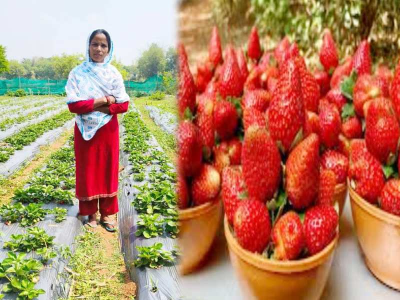 धान-मक्के की खेती छोड़ मुसर्रत खातून बन गई स्ट्रोबेरी दीदी; झारखंड की महिला ने लिखी सफता की कहानी