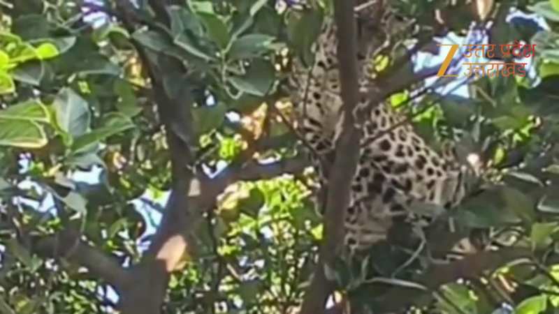 गर्भवती गुलदार पेड़ पर चढ़ी, देखने के लिए जुटा ग्रामीणों का हुजूम; वन विभाग के लिए रेस्क्यू बना चैलेंज