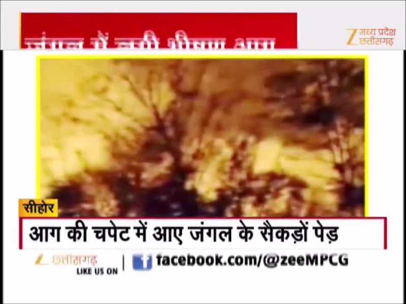 सीहोर जिले के जंगलों में लगी भीषण आग, सैकड़ों पेड़ जलकर खाक, देखें Video