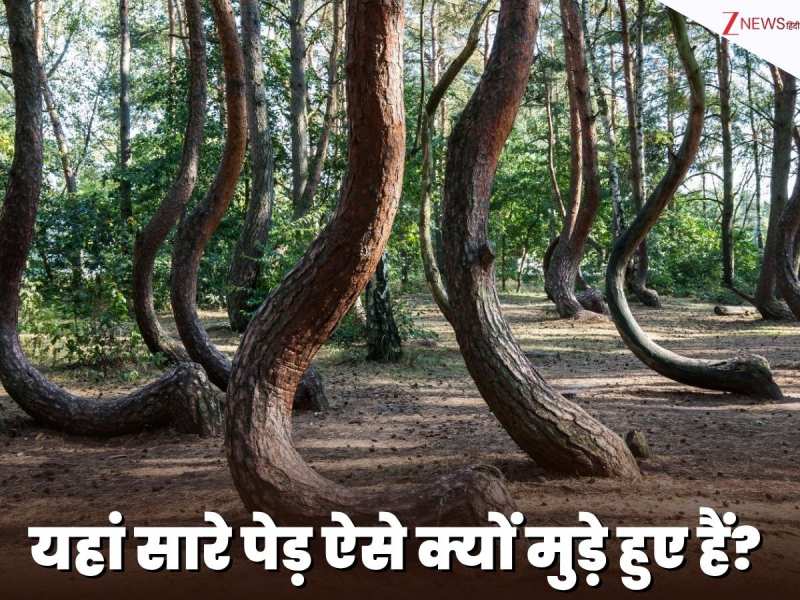 दूसरे विश्व युद्ध की वो अनकही कहानी, जिसने पेड़ों को बना दिया हमेशा के लिए अपाहिज!