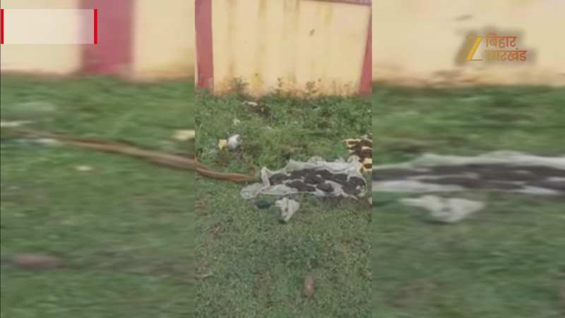 नाग संग प्रेम में लीन थी नागिन और किसी ने वीडियो बना लिया, देखने उमड़ा हुजूम