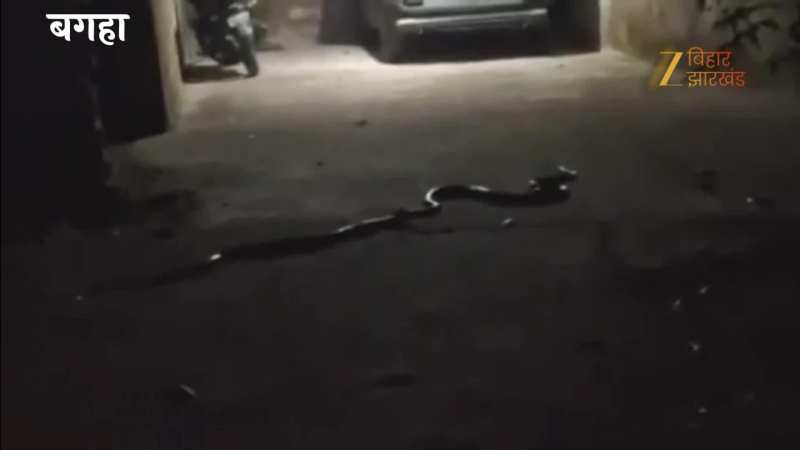 VIDEO: आधी रात में किंग कोबरा सांप और धामिन के बीच लड़ाई हो गई, फिर जो हुआ हो हैरान कर देगा