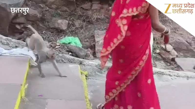 बुंदेलखंड के केदारनाथ में दहशत, जटाशंकर धाम में बंदरों का तांडव, श्रद्धालु परेशान