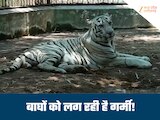गर्मी से बेहाल हुआ जंगल का राजा, दहाड़ हुई सुस्त, शावर लेकर खुद को ठंडा कर रहे टाइगर