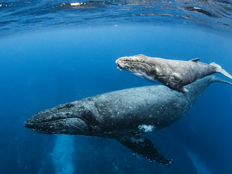 200 साल तक जी सकते हैं इंसान? इस मछली में छिपा लंबी उम्र का राज; वैज्ञानिकों ने क्रैक किया कोड