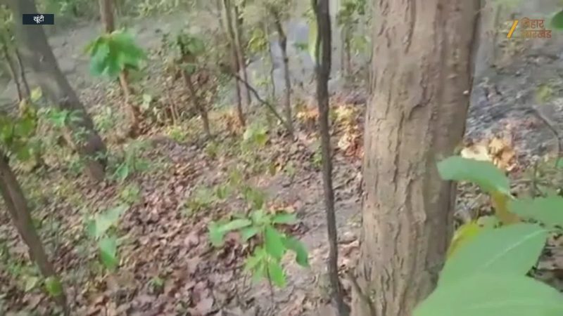 Video: भयंकर गर्मी से धधक उठा रनिया का जंगल, भीषण आग लगने से जंगली जानवरों को खतरा