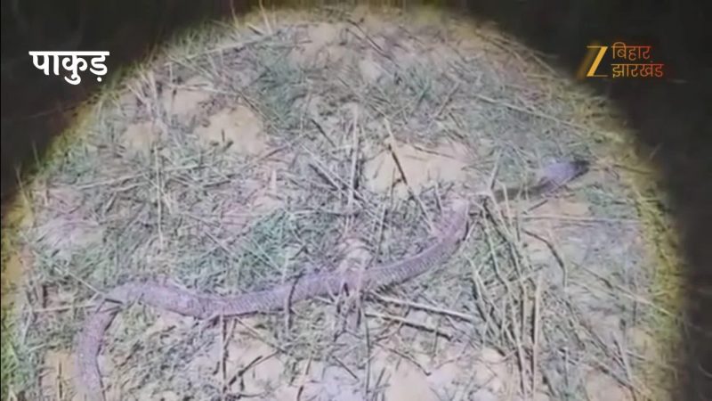 Video: रात का घना अंधेरा और नागिन को खोजने निकला नाग! फिर कुछ ऐसा हुआ कि तहलका मच गया