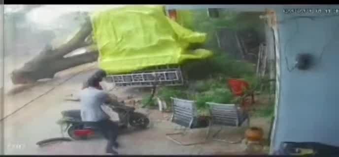 ललितपुर में तूफान बना काल! तेज हवा से एक विशालकाय पेड़ उखड़कर गिरा; स्कूटी सवार बाल-बाल बचा