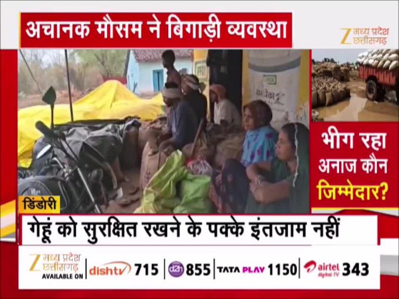 MP में बेमौसम बारिश ने किसानों की मेहनत पर फेरा पानी, भीगा गेहूं, देखें Video