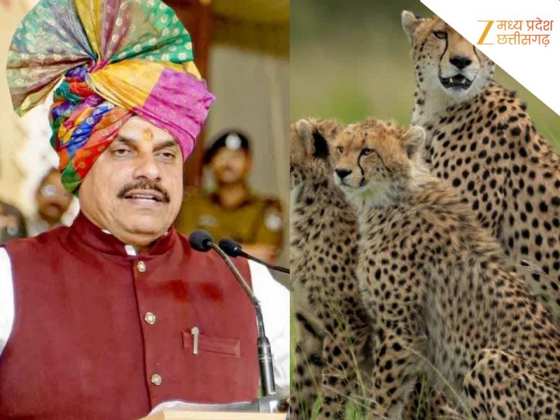 कूनो में छोड़े जाएंगे दो चीते, CM मोहन यादव करेंगे रिलीज, सुरक्षा के कड़े इंतजाम