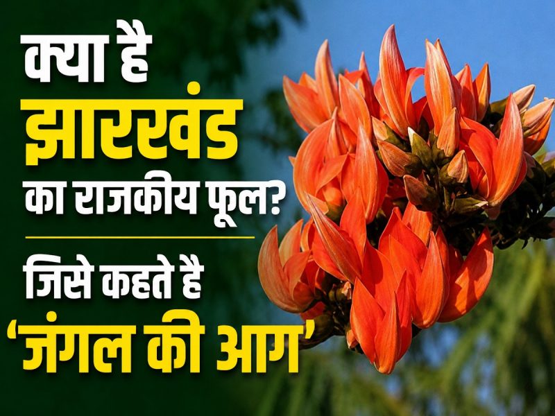 क्या है झारखंड का राजकीय फूल? जिसे कहते है 'जंगल की आग'