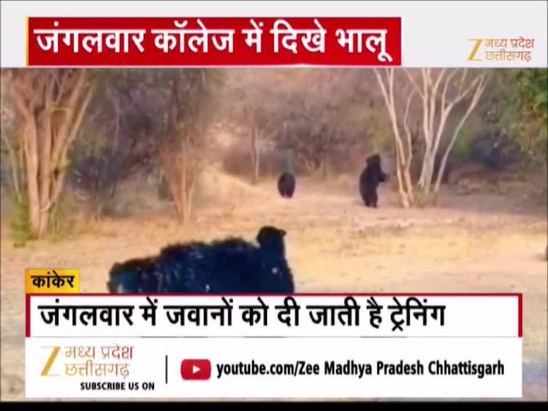 कांकेर के जंगलों में झुंड में घूमते दिखे भालू, Video तेजी से हो रहा वायरल