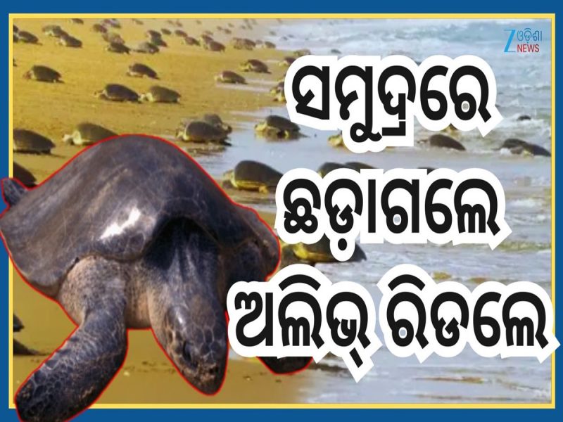 Olive Ridley: ରେକର୍ଡ କଲା ବ୍ରହ୍ମଗିରି ବନବିଭାଗ, ସମୁଦ୍ରରେ ଛାଡ଼ିଲା ୬୬,୪୫୧ ଅଲିଭ୍ ରିଡଲେ କଇଁ