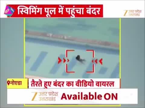 Watch Video: गर्मी से राहत के लिए स्वीमिंग पूल पहुंचा बंदर, नोएडा-गाजियाबाद में भीषण गर्मी के बीच वीडियो वायरल